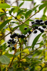 Close-up of berries growing on tree