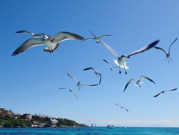 Seagulls flying over sea against clear blue sky
