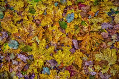 Full frame shot of multi colored leaves