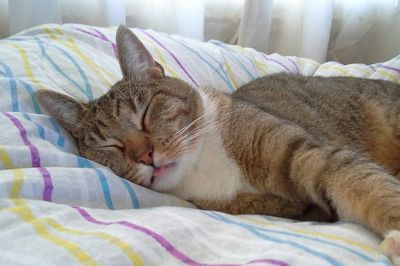 Cat sleeping on bed