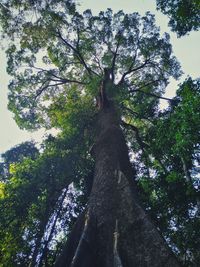 Low angle view of trees in forest against sky