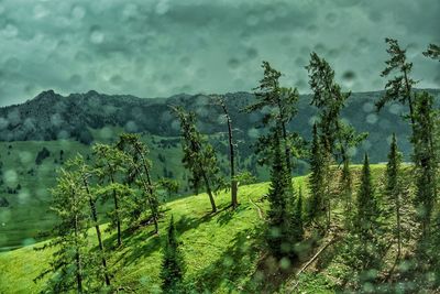 Trees on landscape against sky