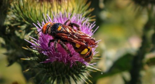 Close-up of honey bee on purple flower