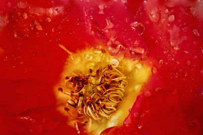 Full frame shot of red fruit on water