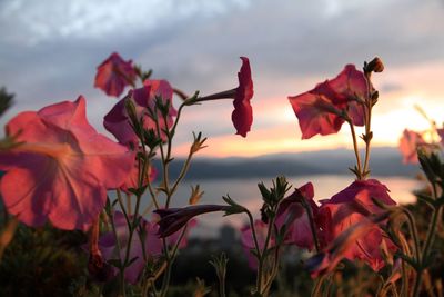 Close-up of plant against sky at sunset