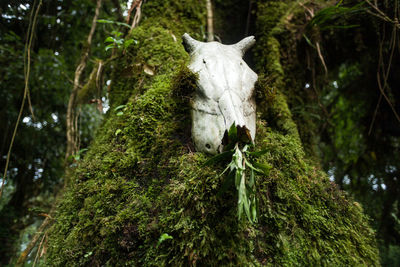 Animal skull in forest