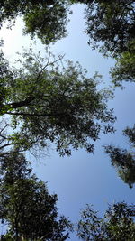 Low angle view of trees against sky