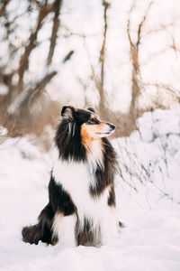 Close-up of dog on snow covered field