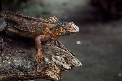 Close-up of lizard on rock