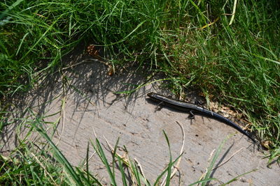 High angle view of lizard on land