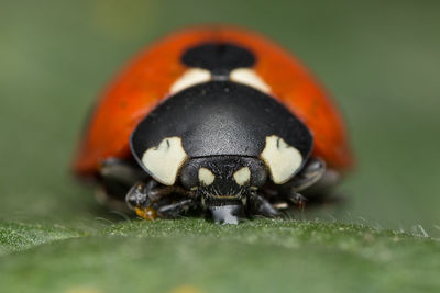 Close-up of insect