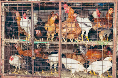Roosters and hens in cage
