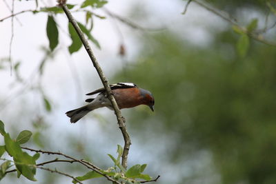 Bird perching on twig