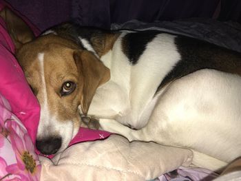 Close-up of dog sleeping on bed at home