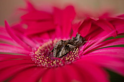 Close-up of pink flower