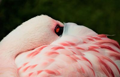 Flamingo taking a rest.