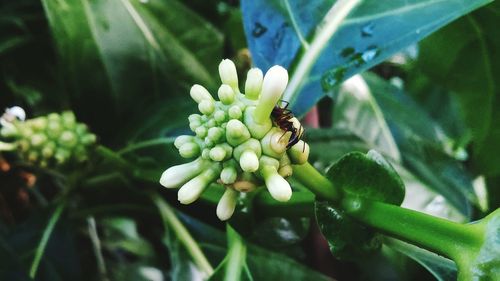 Close-up of insect on leaf