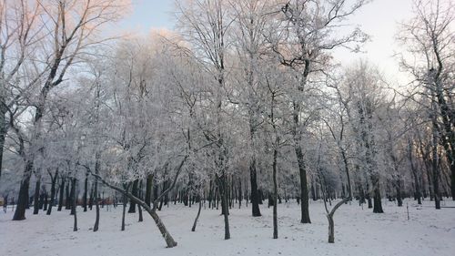 Bare trees on snow covered land