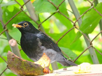 Close-up of blackbird eating fruit against chainlink fence