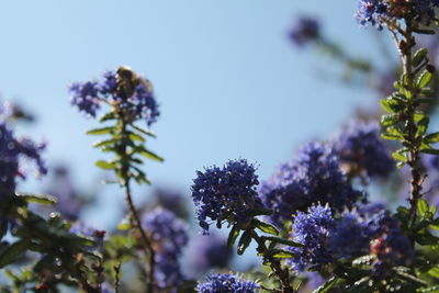 Low angle view of flowering plant against sky