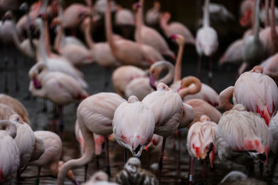 Close-up of flamingos in lake
