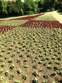 Plants growing on field