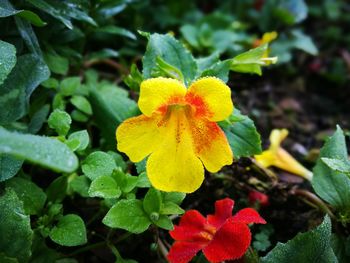 Close-up of yellow flowers blooming outdoors