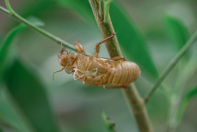 Close-up of insect on plant