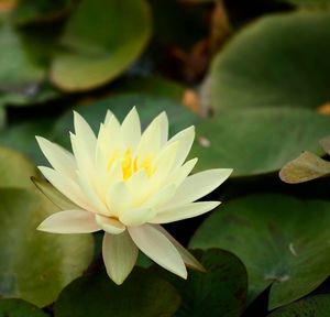 Close-up of lotus water lily in pond