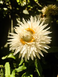 Close-up of white flower