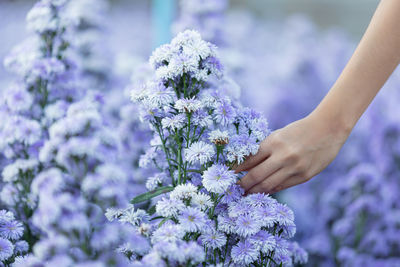 Cropped hand of woman holding flowers