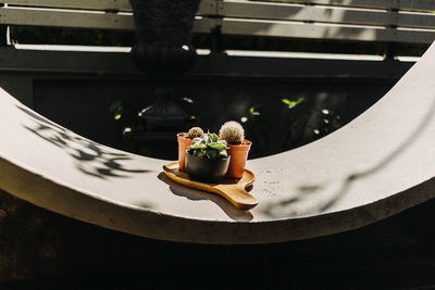 High angle view of potted plant on window