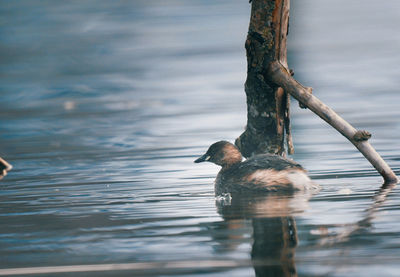 Duck swimming in a lake