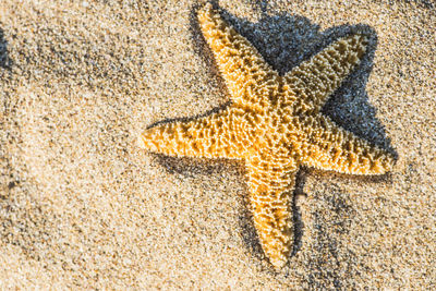 Close-up of lizard on sand