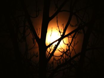 Silhouette of bare tree at sunset