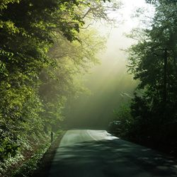 Road passing through forest