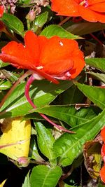 Close-up of orange flowers blooming outdoors