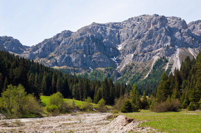 Scenic view of forest against sky