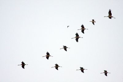 Low angle view of birds flying