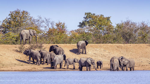 Elephants at lakeshore against sky