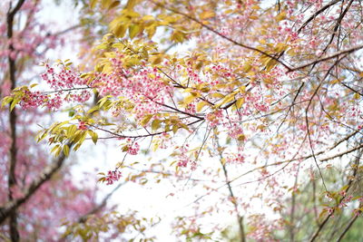 Low angle view of cherry blossom tree