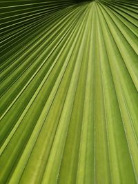 Full frame shot of palm leaves