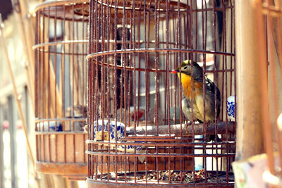 Close-up of bird in cage