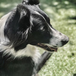 Close-up of dog looking away