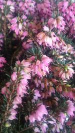 Close-up of pink flowers blooming outdoors