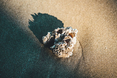 High angle view of shells on beach