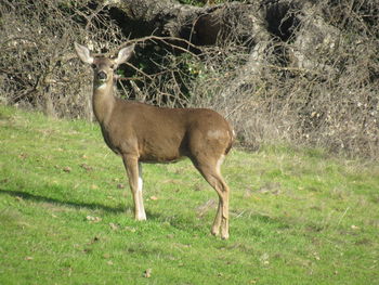 Deer standing on field