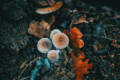 High angle view of mushrooms growing on land