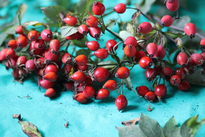 Close-up of cherries on tree