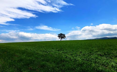 Trees on field against sky